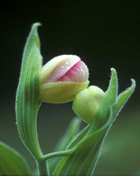 USA, Pennsylvania Close-up of flower bud opening